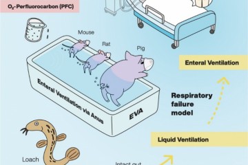 研究发现猪大鼠和小鼠可以利用肠道呼吸增加低氧环境中的生存几率